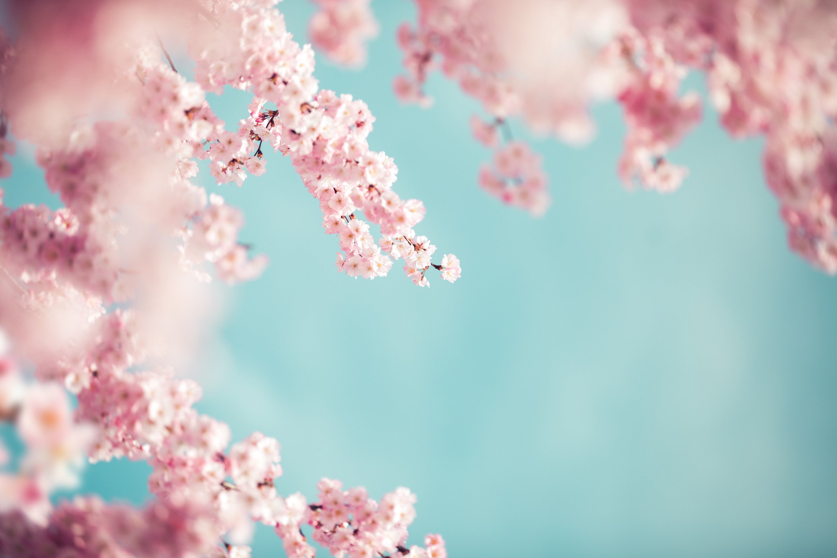 Pastel Colored Cherry Blossoms